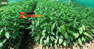 Tree sapling distribution at Chuzhali Nursery from June 1st