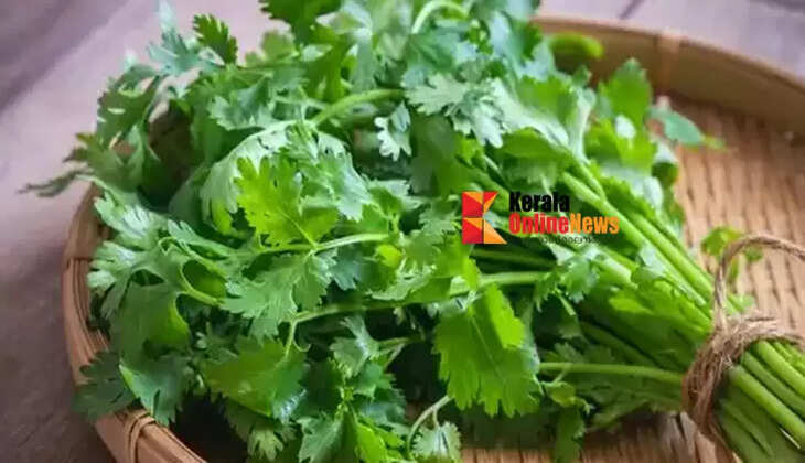 Coriander