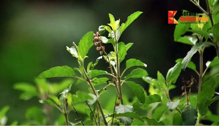 thulasikkathir
