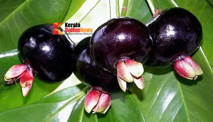 You can grow &lsquo;Brazilian Cherry&rsquo; in your backyard; it offers both fruit and beauty.