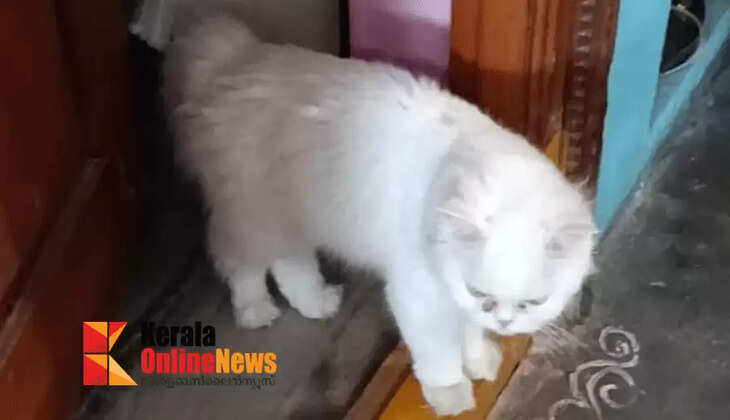 Family opposed raising cat; Young female doctor hangs herself to death