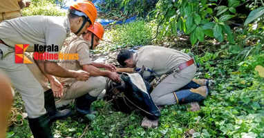Cow rescued after falling into dung pit in Kannapuram