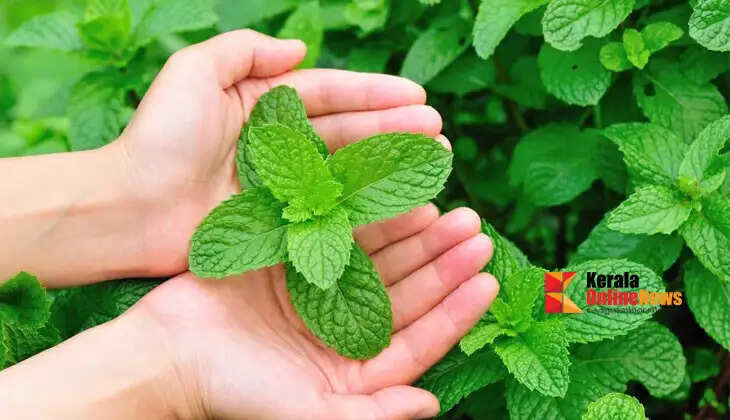 Did you know that you can grow mint leaves at home like this?