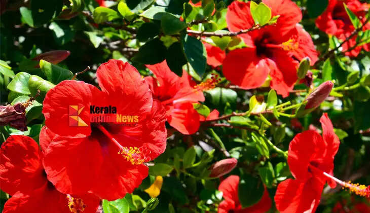 hibiscus farming