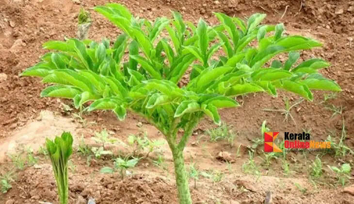 If you cultivate yams like this, the yield will double!