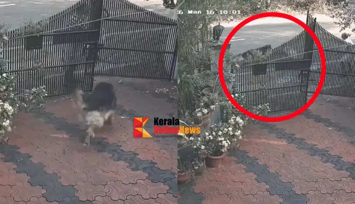 BLA bitten by pet dog while opening gate to hand over voting slip at home in Peralassery, Kannur