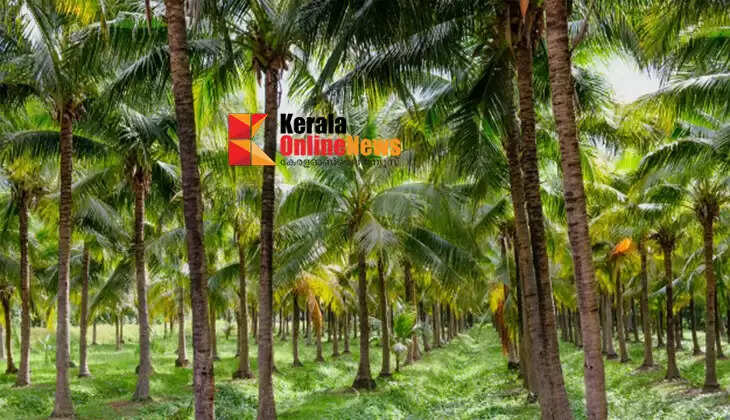 Increase in farming costs; coconut farmers' profits are decreasing