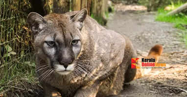 Bird flu spreads: 20 exotic cats die, including a tiger at a Shelton, Washington zoo