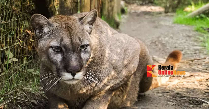 Bird flu spreads: 20 exotic cats die, including a tiger at a Shelton, Washington zoo