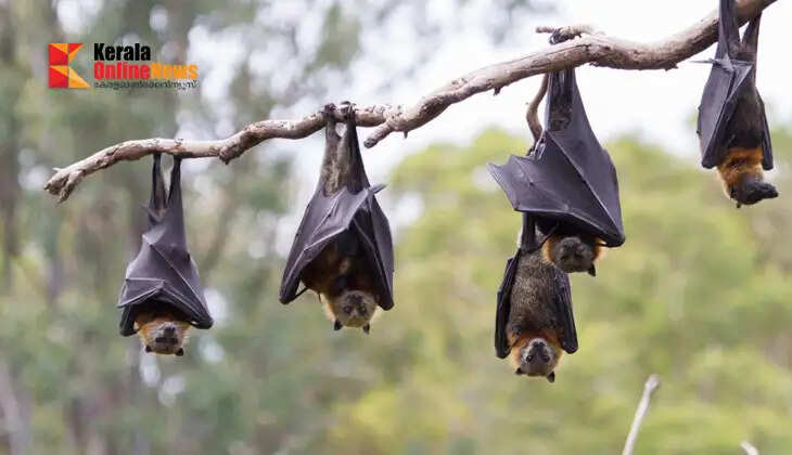 bats