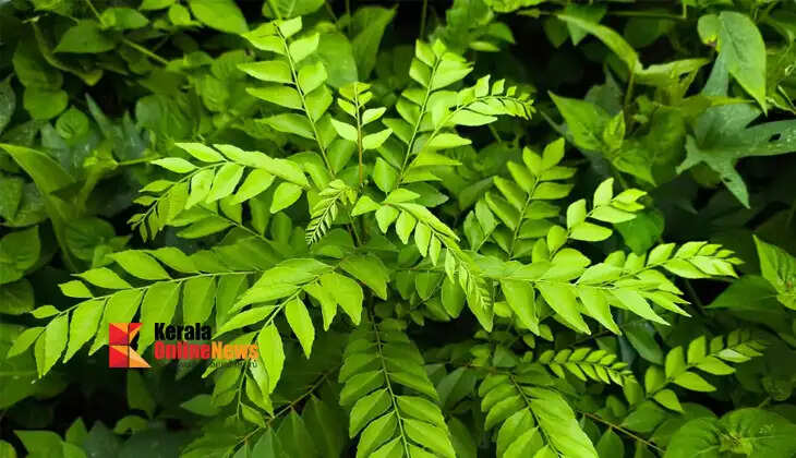 curryleaves