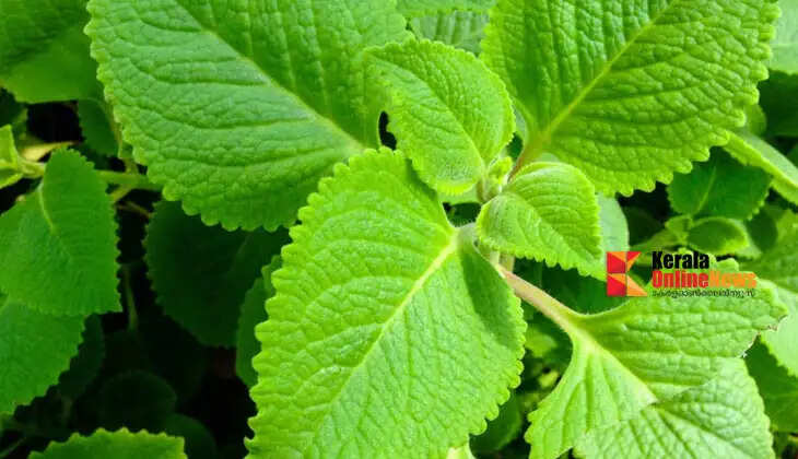 No need for any care; grow medicinal feverfew at home...