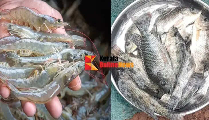 Kannur fish farmers with non-toxic aquaculture fish while trawling