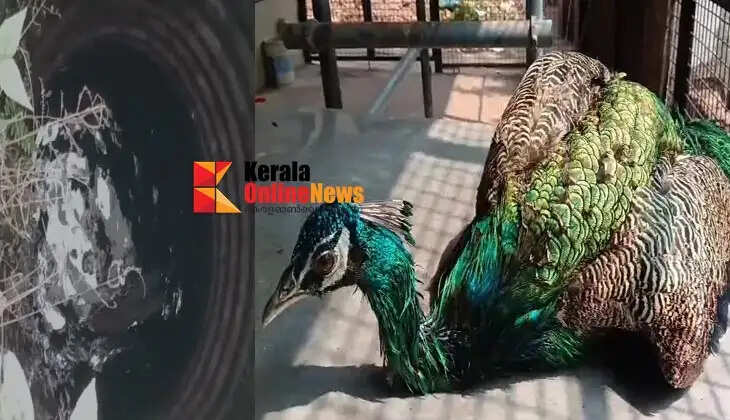 A peacock was rescued after falling into a well in a house after breaking its net in Panappuzha, Kannur.