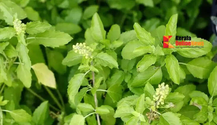 Can you consume Tulsi daily? Here are the health benefits and things to keep in mind.