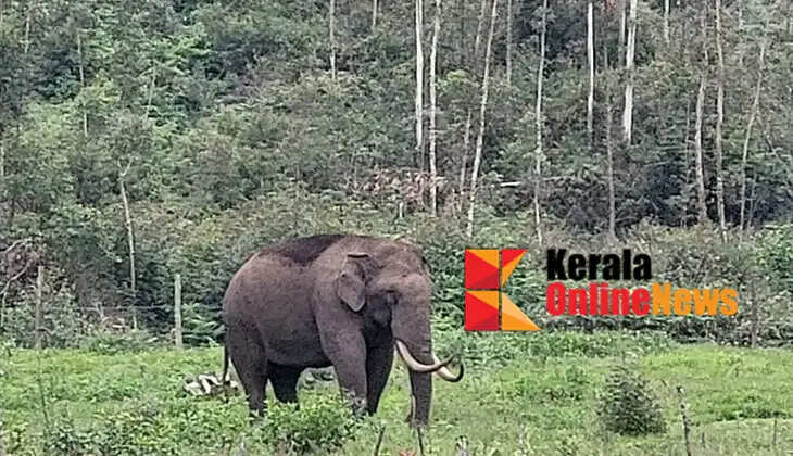 Another attack by the wild elephant in Munnar Estate area; Waiting shed and shop destroyed