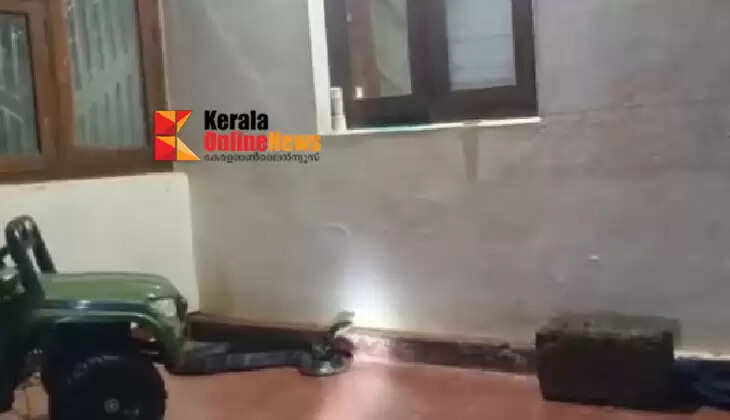 King cobra lurks inside toy car in Cheruvancherry; family miraculously escapes