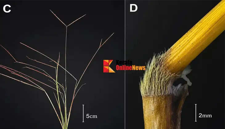 Researchers have discovered a new plant species in Kannur; the new plant has been named 'Dimeria rajaniana' in honor of environmentalist P.P. Rajan.