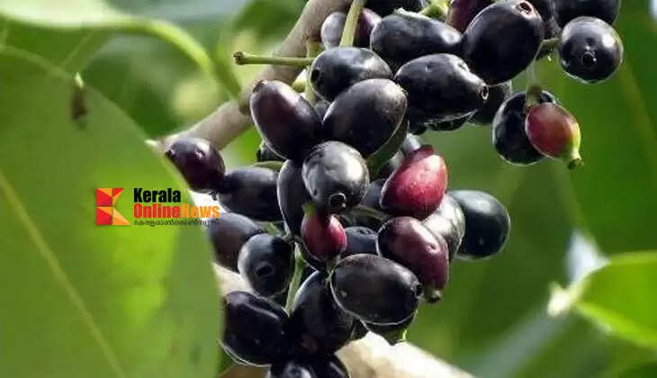 njavalpazham