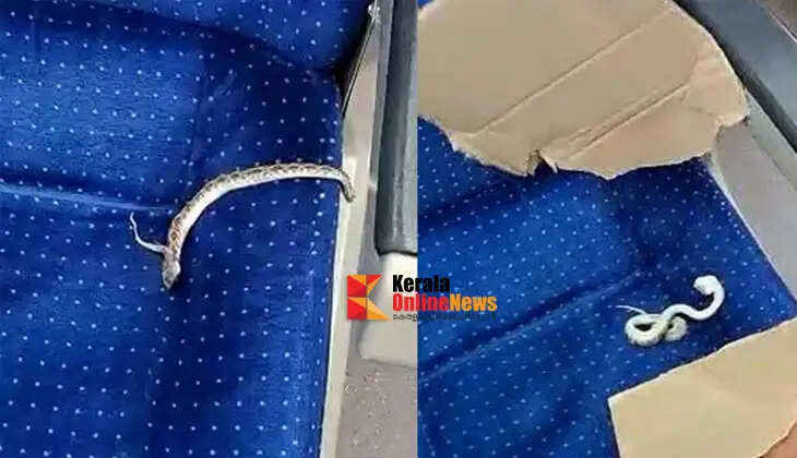 Viper found on Ernakulam-Bengaluru Vande Bharat Express