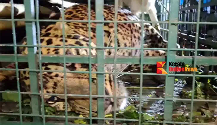 The leopard that caused concern in Kelakam Adakathode was trapped in a cage set up by the forest department.