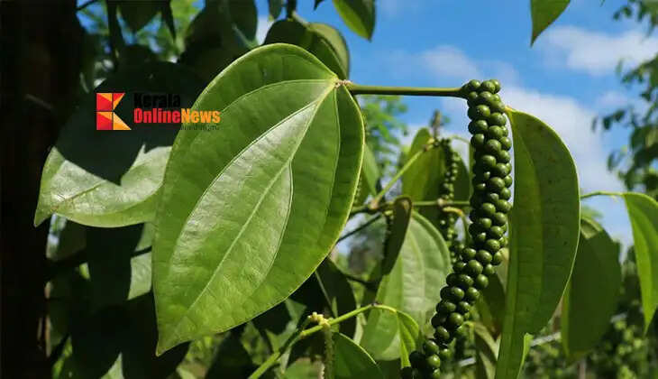 Is there a disease called powdery mildew in pepper cultivation? Here is the solution...