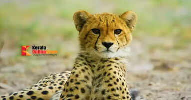 Cheetah cub found dead in Kuno National Park