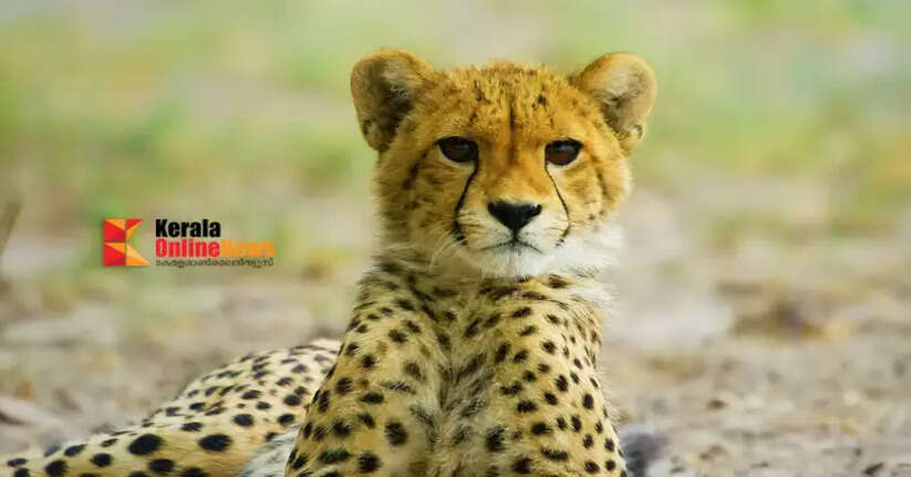 Cheetah cub found dead in Kuno National Park