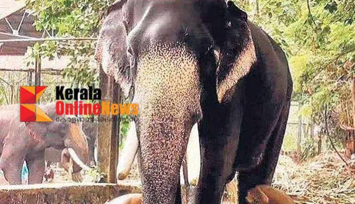 Elephants to get palliative care in Guruvayur; will start tomorrow and end on July 30