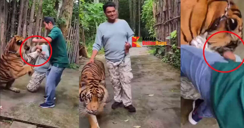 Tiger attacks tourist while taking selfie in Thailand