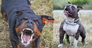 Chandigarh bans 6 breeds of dogs, including dangerous American Pitbull and Rottweiler
