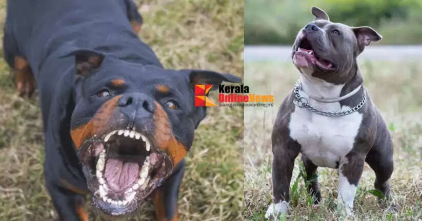 Chandigarh bans 6 breeds of dogs, including dangerous American Pitbull and Rottweiler