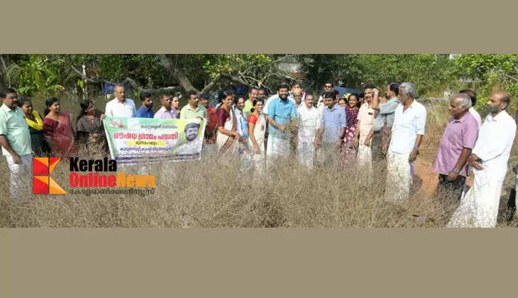 New life for organic farming; Third phase of Pattuvath Aushadha Gramam project organized for harvesting of Kurunthotti crops
