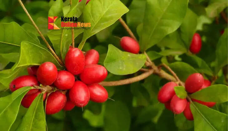 Miracle Fruit; Just like its name suggests, it is a miracle fruit!