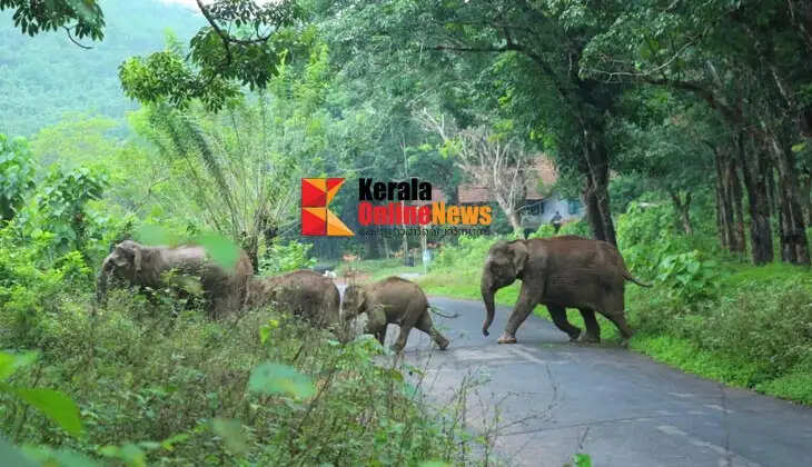 The drive to chase away wild elephants that had encroached on the farmland at Aralam Farm has begun: Four were taken out on the first day.