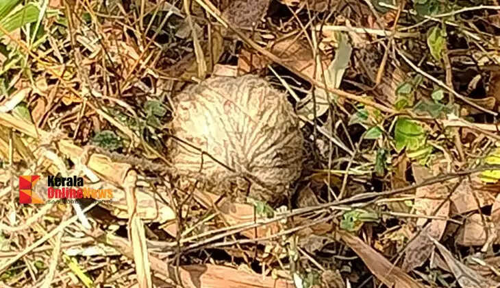 Homemade bomb found near Kannur Vadakkumbad school