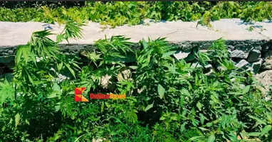 Cannabis plants found in the abandoned fields of Kalpetta Wayanad