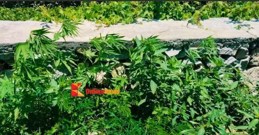 Cannabis plants found in the abandoned fields of Kalpetta Wayanad