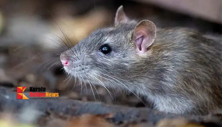 rat