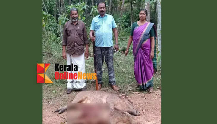 Wild boars