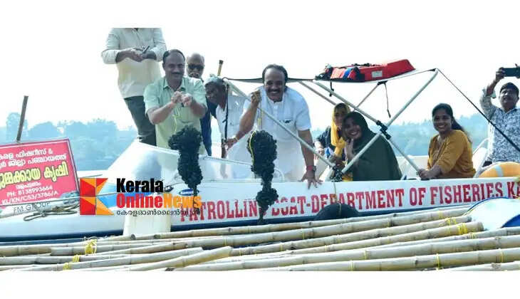 Kallummakaya cultivation in Pappinissery Thuruthi yields 100 tonnes