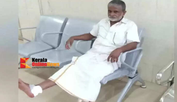 Candidate bitten by stray dog ​​while going for scrutiny of nomination papers