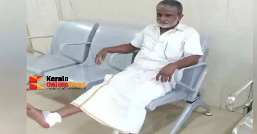 Candidate bitten by stray dog ​​while going for scrutiny of nomination papers