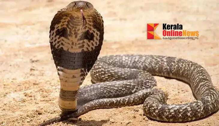 A four-and-a-half-year-old girl was bitten by a cobra in Kasaragod.