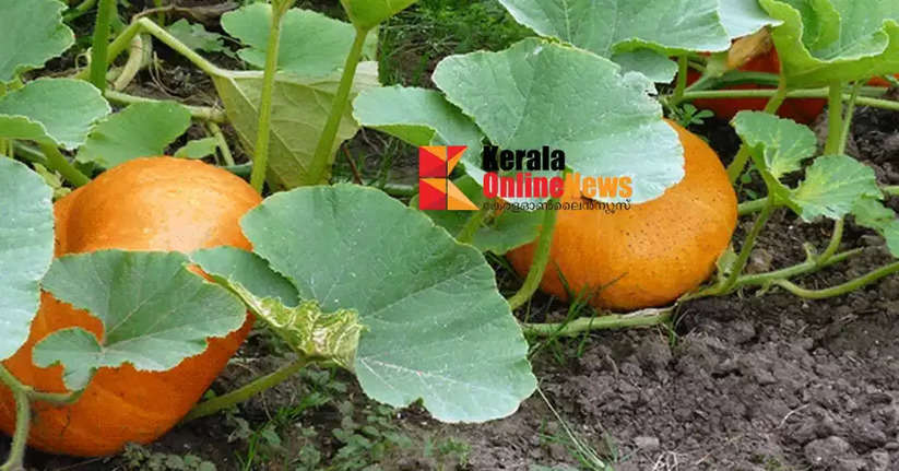  Pumpkin Cultivation 