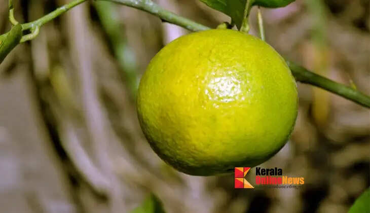 Sweet lime