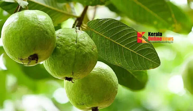 Guava gives good yields with minimal care; can be grown profitably in the home garden