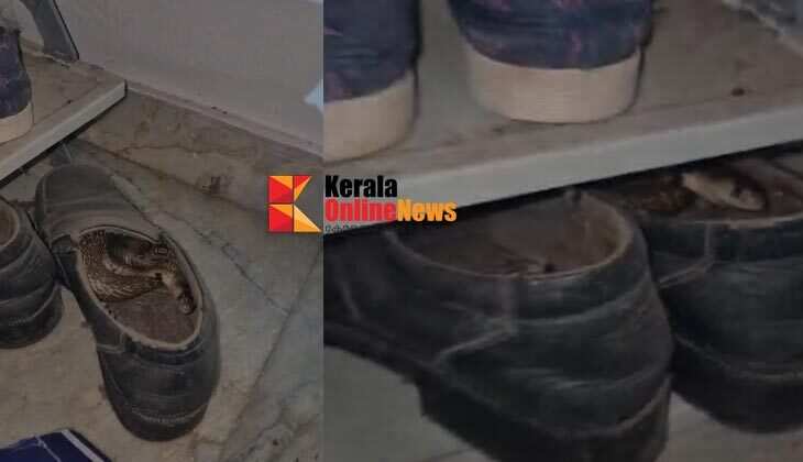 Cobra found in shoes in Kannur; Lucky person escaped without being bitten