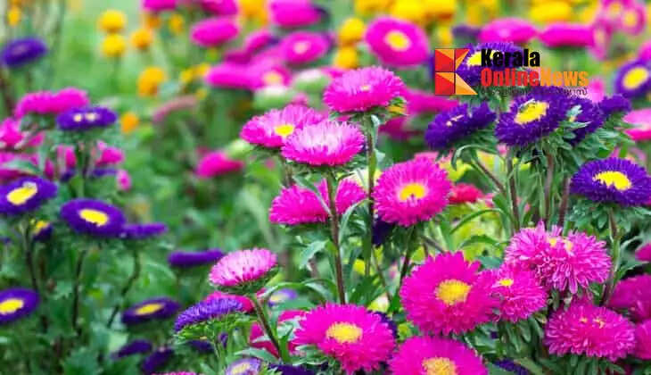 Aster plants can be grown to beautify your garden with color.