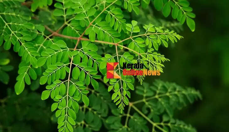Moringa